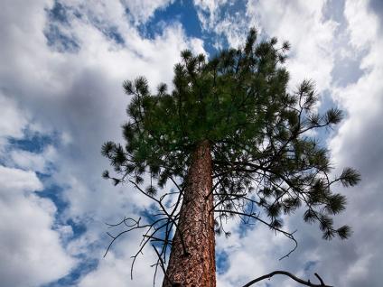 View up into the crown of a ponderosa pine, broken clouds and blue sky in the background.