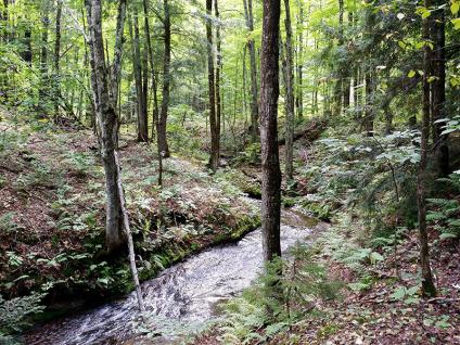 A creek in a oak and hemlock forest.