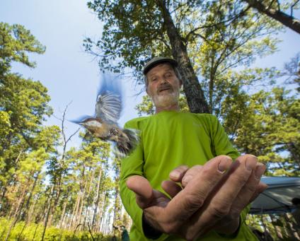 A bird flies from Frank Thompson's hands during the release efforts in Missouri.
