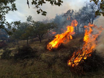 A picture of several small fires that were start for a prescribed fire burn.