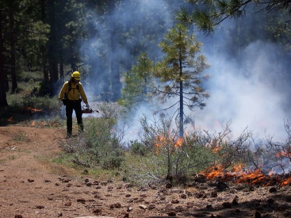 A picture of a wildland firefighter using a drip torch to start a prescribed fire.
