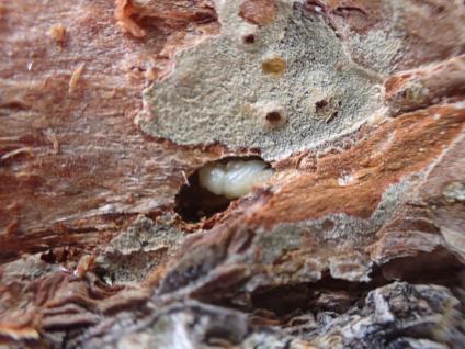 Mountain pine beetle larvae mature underneath the bark of pine trees, eating away at the tree’s vital systems until they mature. (Photo courtesy USDA Forest Service)