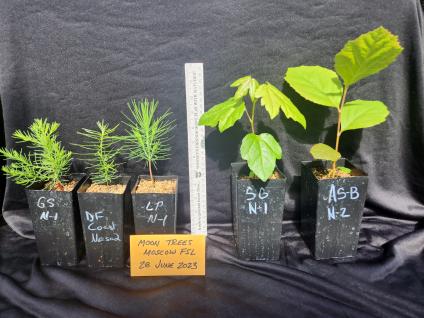 5 different species of Moon Tree seedlings growning in small starter plant cups.