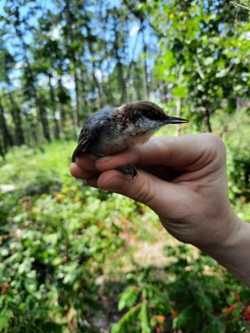 Close-up of a hand holding a brown-headed nuthatch.