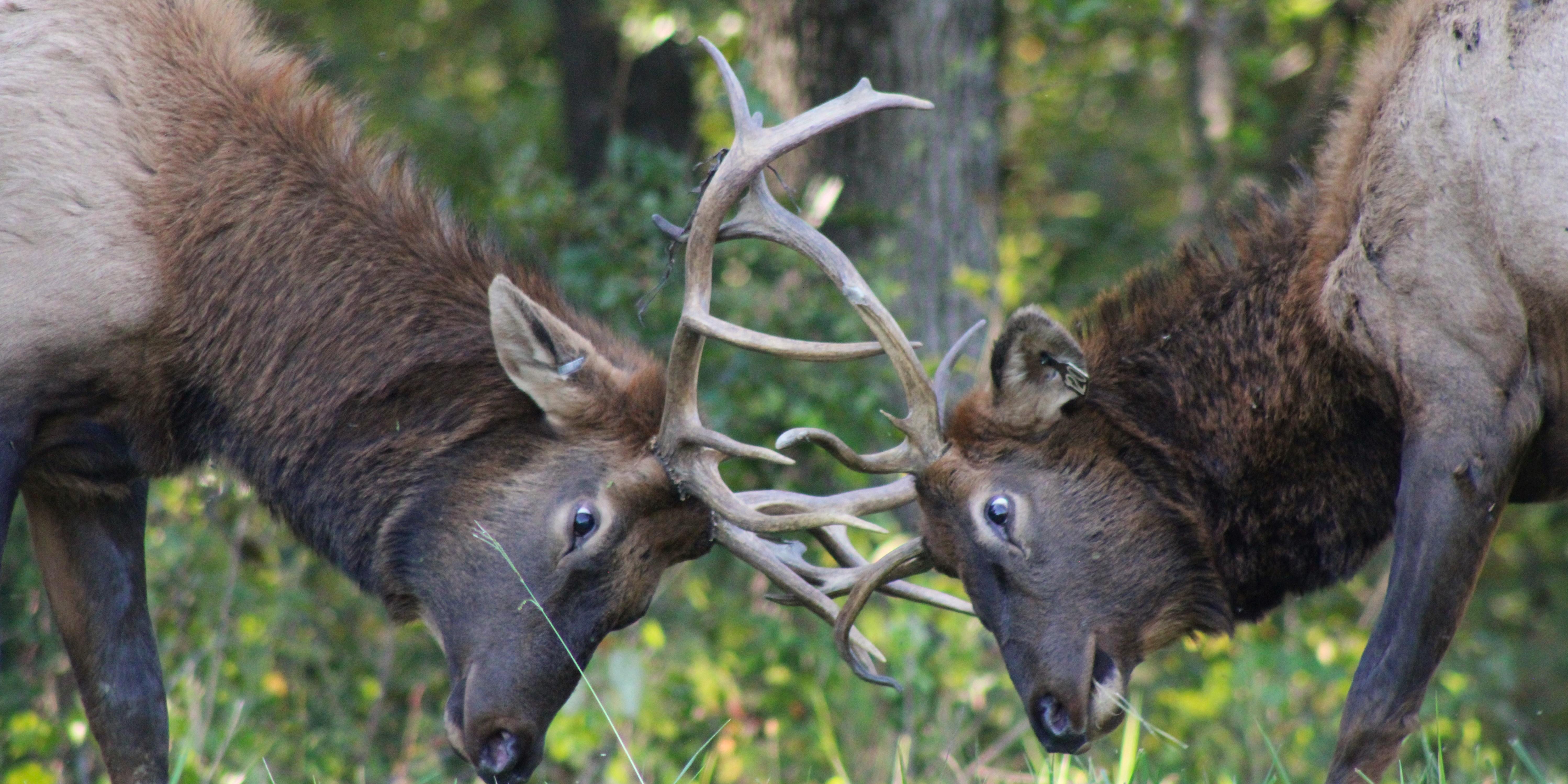 Image shows two bull elk sparring in the prairie of Land Between the Lakes in Kentucky.