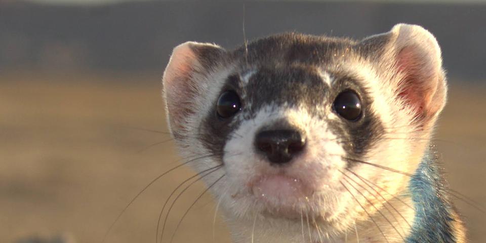 the face of a black footed ferret