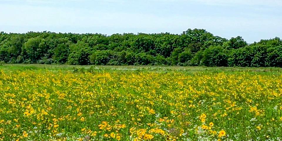 A view across a wildflower covered grassland with green trees in the far background.