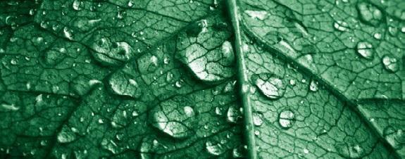 leaf