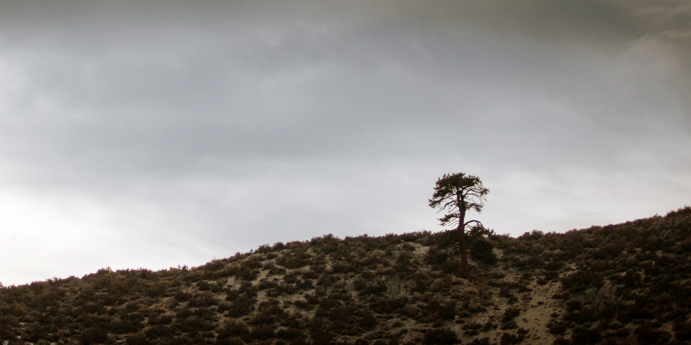 Lone tree growing on hillside with cloudy background