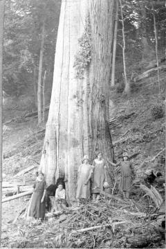 Historical photo: Family in front of a large American chestnut in 1920.