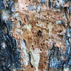 Once Mountain Pine beetles mature, they break out of the tree to find mates and trees to host their offspring, restarting the cycle. (Photo USDA Forest Service)