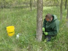 Arborist monitoring a tree