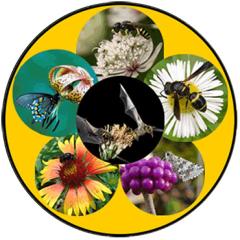 A wheel showing six different pollinators on flowers.