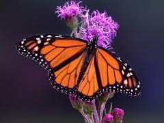 A Monarch Butterfly on Purple Liatris Flowers - image by Teresa Considine, Adobe Stock Photos