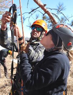 A. Climbers with collecting and tree climbing gear. Note hard hat