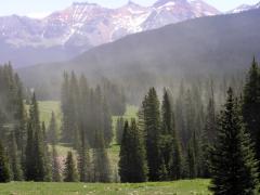 Clouds of pollen rise above an Engelmann spruce forest.