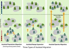 An illustration demonstrating the three types of assisted migration. Assisted population migration, assisted range expansion, and assisted species migration.