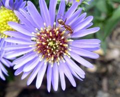 An ant on a purple aster flower