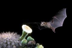 The Lesser Long-Nosed Bat (Leptonycteris curasoae yerbabuena) approaching a flowering plant.