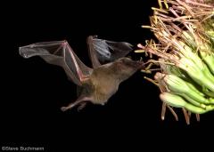 Mexican Long-Tongued Bat (Choeronycteris mexicana)