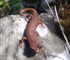 A Shasta Salamander