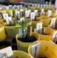 Plant seedlings in yellow containers. The seedlings are housed in a greenhouse and exposed to various pollutants to gauge which plants will continue growing despite pollution.