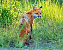 A fox in tall grass looking back over it's right shoulder.
