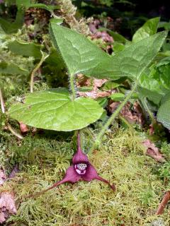The Wild Ginger (Asarum caudatum) plant with green leaves and a flower with three petals coming to a long point on the end.