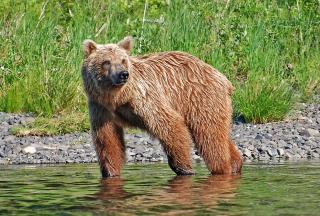 A picture of a brown bear standing on the side of a river.