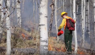 Fire fighter setting fire in a forest.