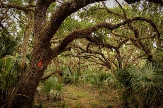 Florida National Trail live oaks and palmettos