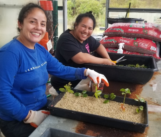 Two smiling young women are planting tree seedlings in bins of dirt.