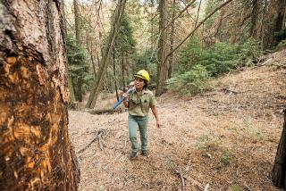 Woman in Forest Service uniform walking toward tree