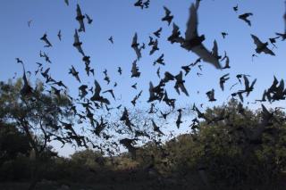 A picture of several bats flying through an evening sky.