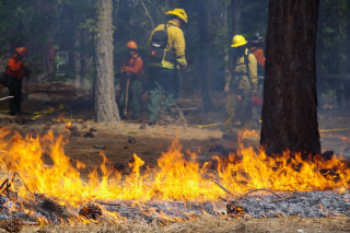FS personel conducting a prescribed burn. There are three men in the background, standing amongst trees, wearing yellow hard hats, yellow long-sleeved shirts, pants and boots. A fire burns in the foreground