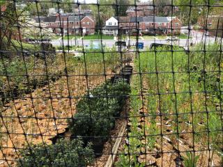 A picture of an urban garden.  Netting is wrapping around the garden.