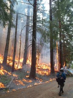 A picture of a firefighter walking down a dirt road in a forested area with a wildland fire burning off in the trees.