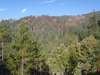 A picture of a forested area.