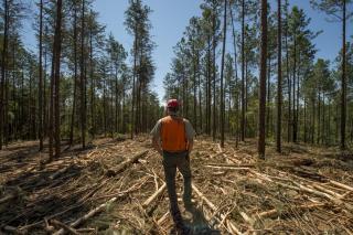 A picture of a forest employee looking about of a forested area that had just been thinned.