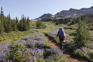 A picture showing a hiker walking down a trail with flowers on each side, mountains in the background and forested areas on each side.