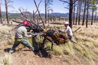 A picture showing two forest employees using a large hand saw, each person on one side of a downed log, working together to make a tree cut.