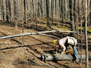 A picture of a forest worker examining a relatively small diameter log that is horizontal on the ground.