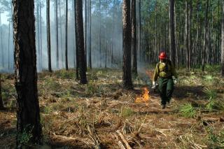 A picture of a Forest worker using a drip torch to start a prescribed fire to treat a forest area.
