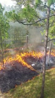 A picture of an active prescribed burn in a forest area.