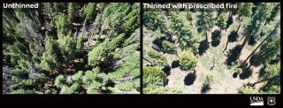 An aerial picture showing a before and after of a forest before it was thinned and after it was thinned. 
