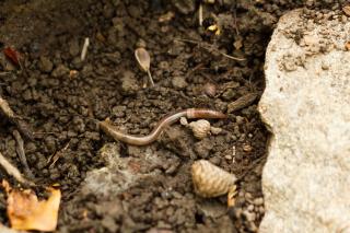 Earthworm on top of the soil