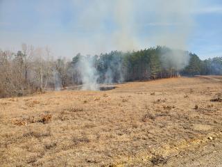 Light smoke in the air above a forest