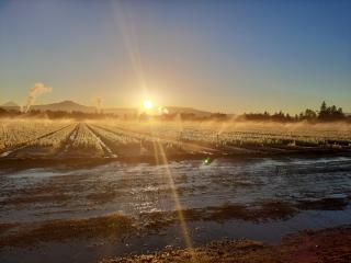 A picture of a sunrise over the field of seedlings.