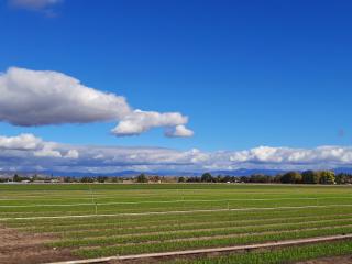 A picture of a green field area on a blue sky and a just a few clouds in the sky.