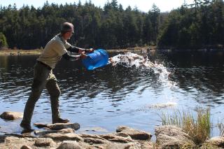 Wildlife biologist tosses a bucket of trout into a pond